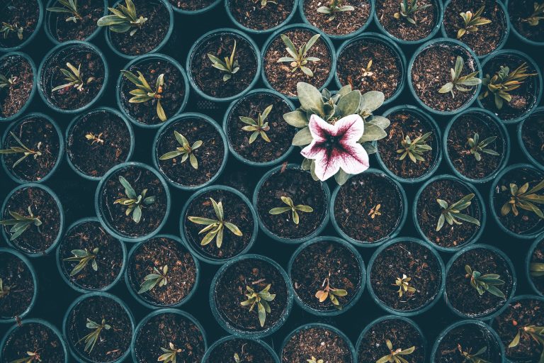 One vibrant flower among young seedlings in pots.