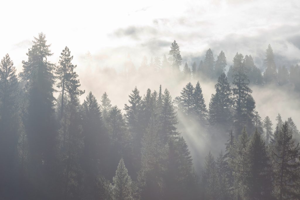 Misty forest with tall evergreen trees